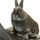 Illustration for article titled No Bunny Said That: A BUNNY BOMB POST